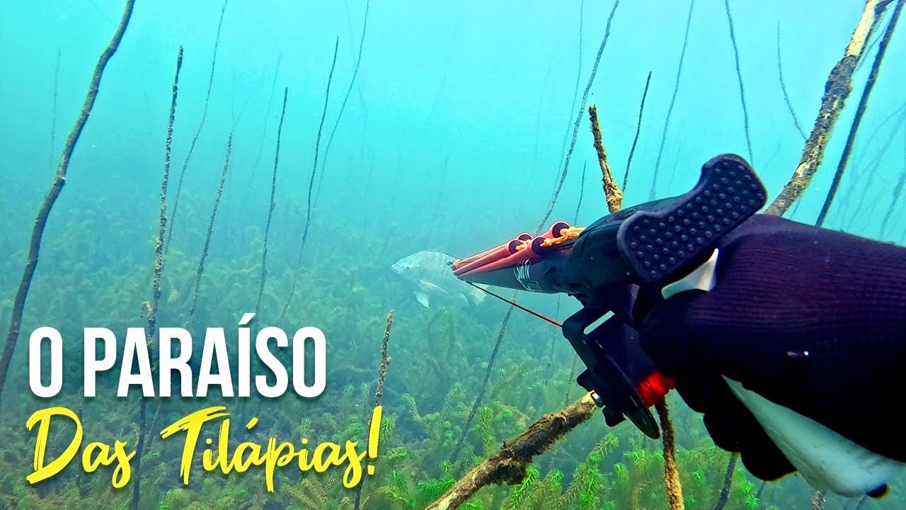 O PARA&Iacute;SO DAS TIL&Aacute;PIAS! Pesca Sub - SubTv Spearfishing