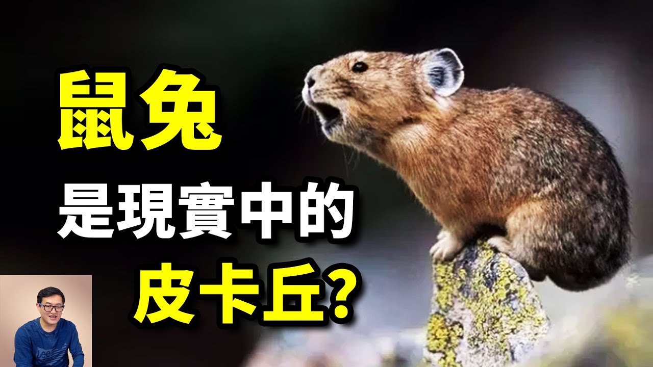 以皮卡丘為名，分不清是鼠還是兔！世界上海拔最高的兔子，藏狐最喜歡的獵物——鼠兔【老肉雜談】#動物 #鼠兔 #兔子 #寵物 #pika