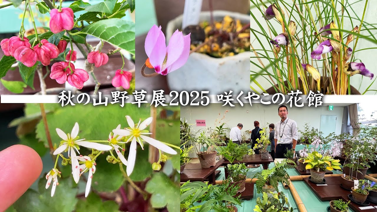 【秋の山野草展2025】自然に咲く可憐で美しい植物の姿を鉢で風情とともに楽しむ秋の山野草展を紹介【咲くやこの花館・大阪山草会】