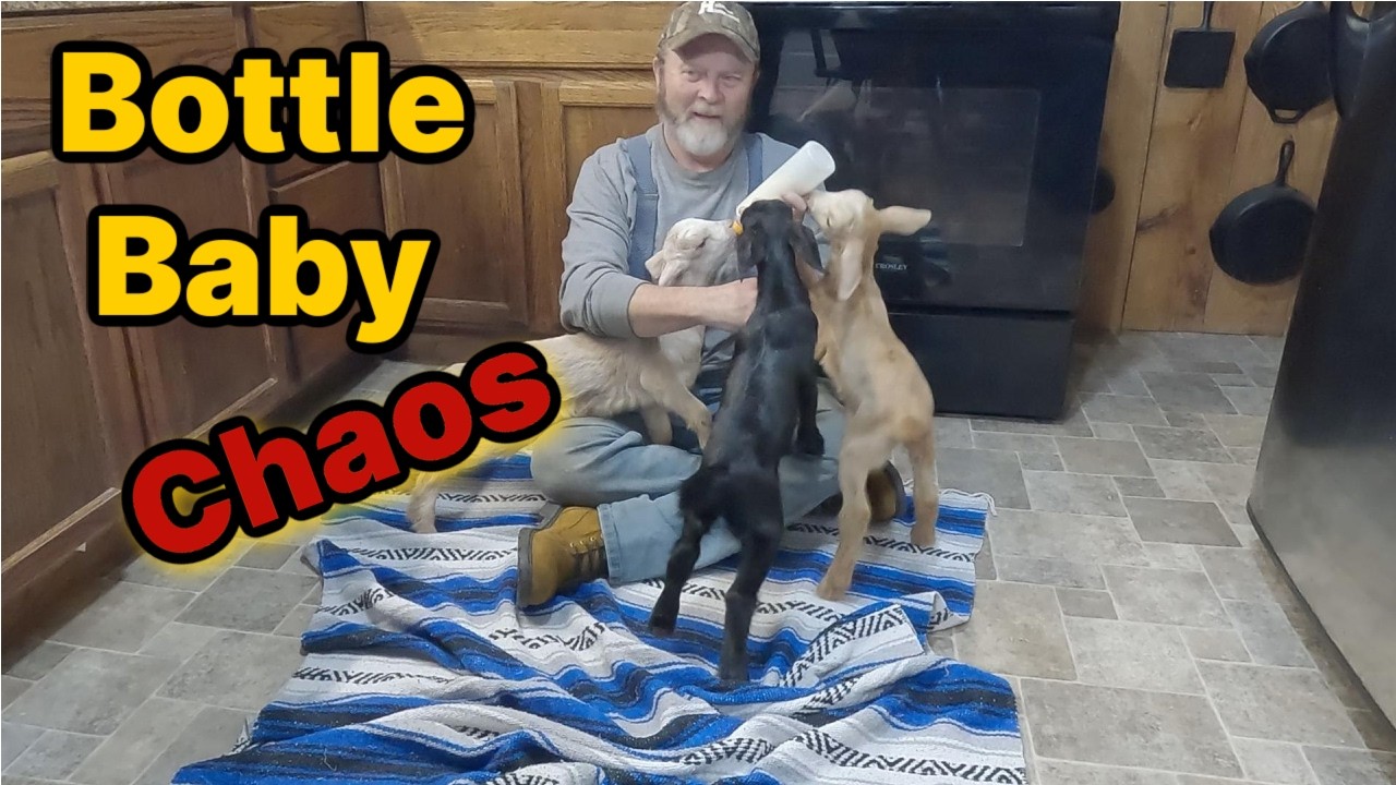 It’s absolute chaos when these baby goats see a bottle!