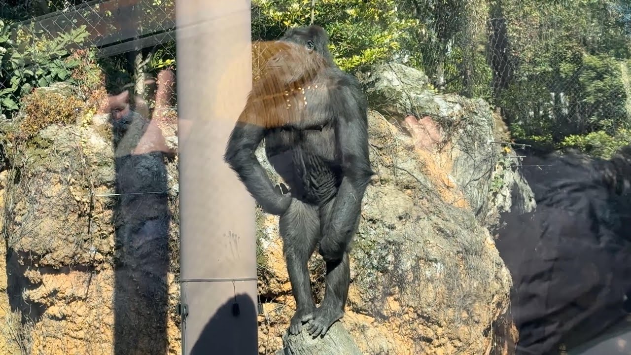 アニーちゃん！ハオコさん見えた？【‎2026年1月24日‎】【上野動物園】ゴリラ