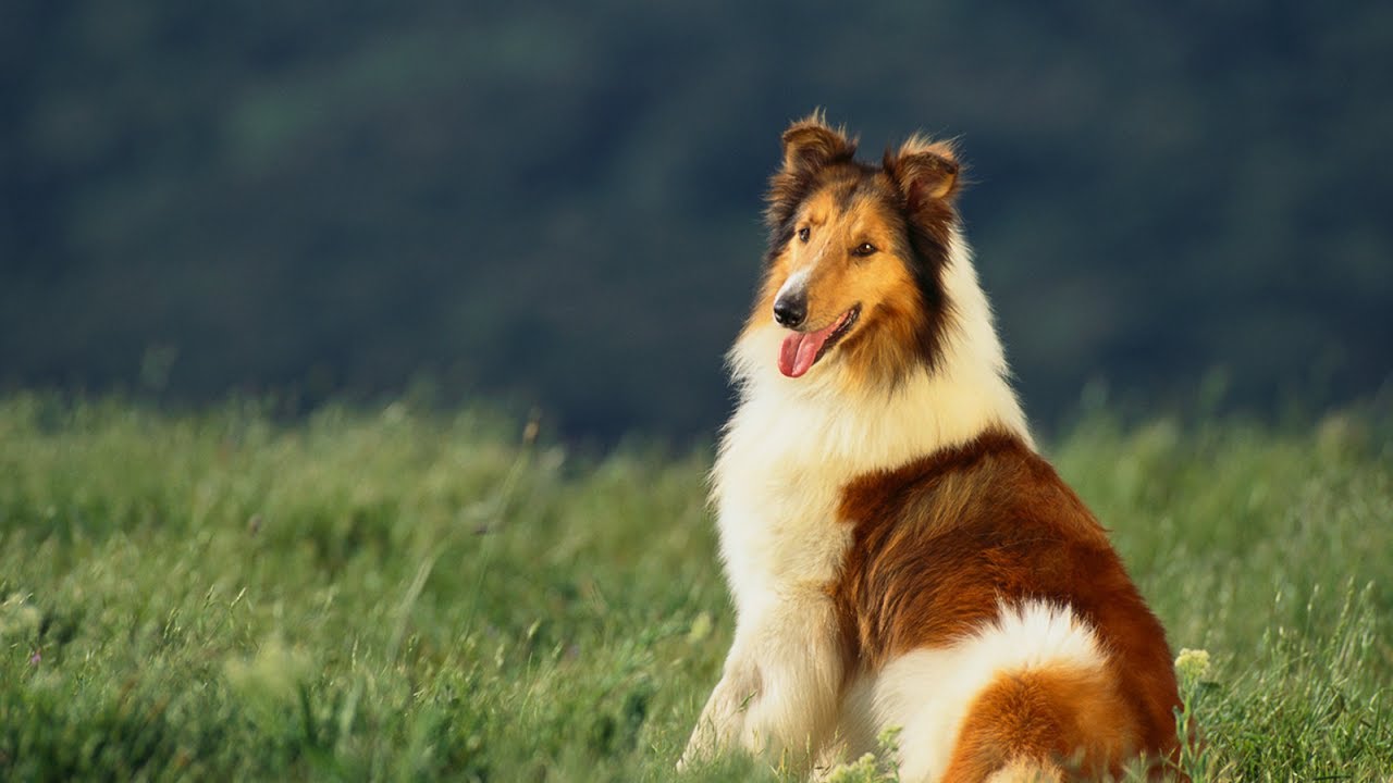 Caracter&iacute;sticas de los Perros de Compa&ntilde;&iacute;a o Perros Falderos - TvAgro por Juan Gonzalo Angel