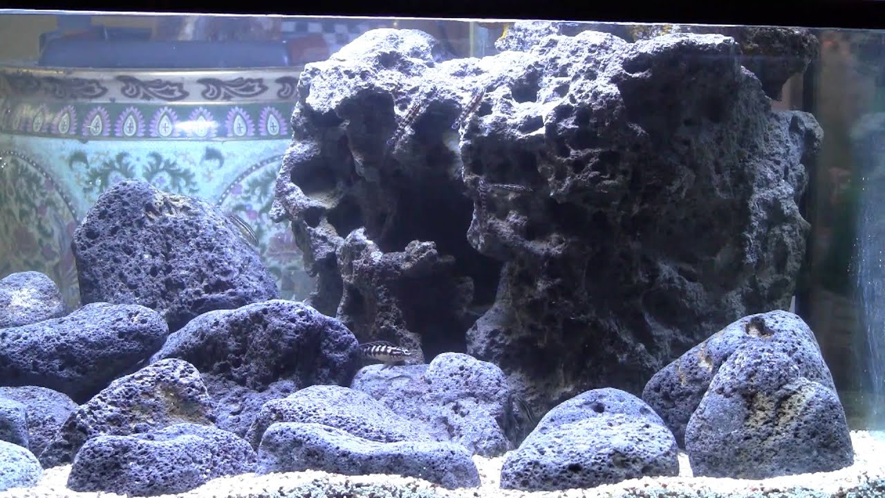 Julidochromis Gombi and Julidochromis Black Marleri, African Cichlid Display Tank @ Trilby Tropicals