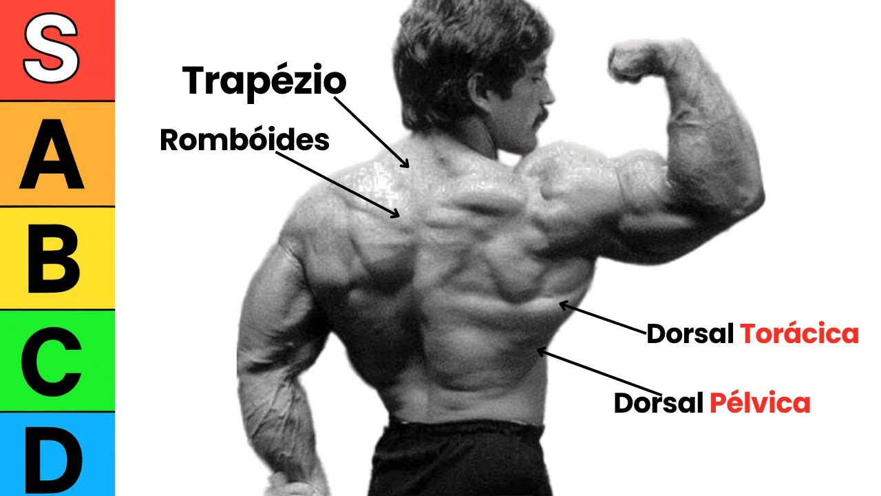 Do MELHOR ao PIOR: Exercícios de COSTAS (Científico)