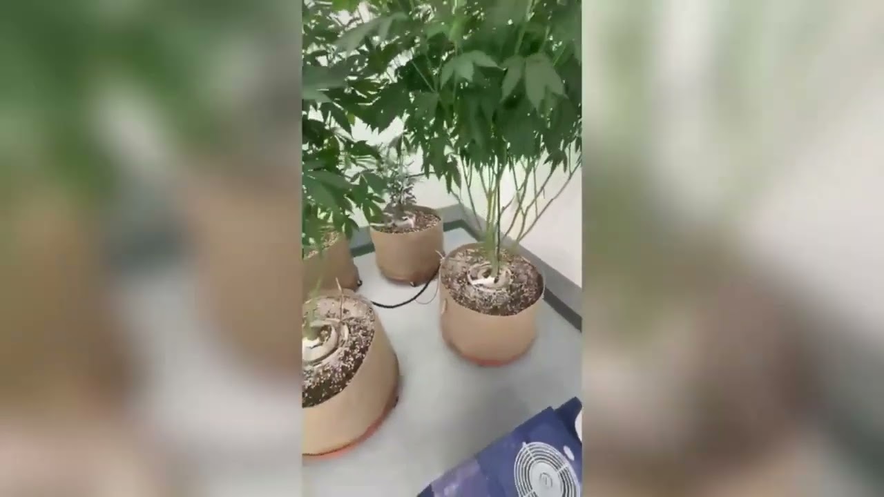 Commercial Facility Tour &ndash; Cura Botanicals (Living Soil, Blumat Irrigation) Veg Room