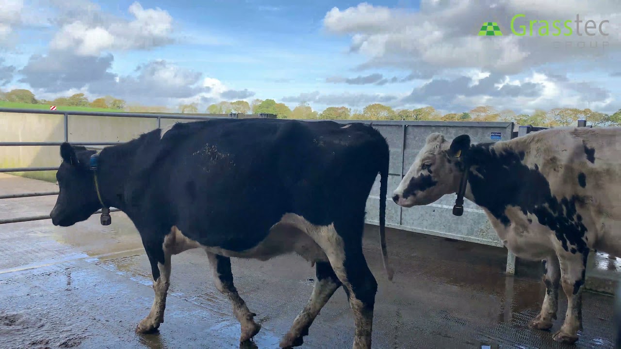 Milking Time at Salesian Agri College with the 50 Point Dairymaster Rotary