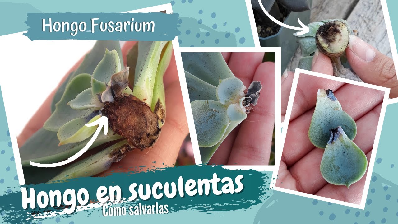 HONGOS EN SUCULENTAS CÓMO ELIMINARLO+ DIFERENCIA DE UNA PUDRICIÓN DE TALLO 2021 //Hongo Fusarium 🦠