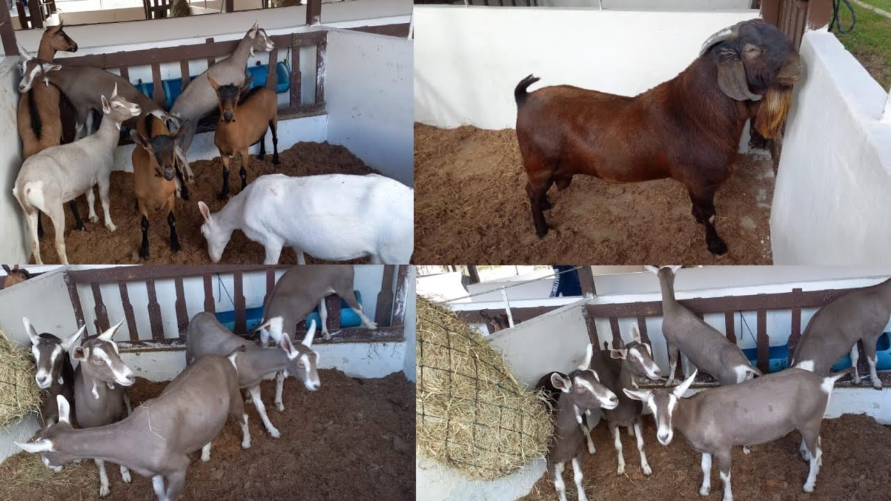 EXPOSIÇÃO DE ANIMAIS EM CAMPINA GRANDE-PB CABRAS LEITEIRAS #EXPAPI