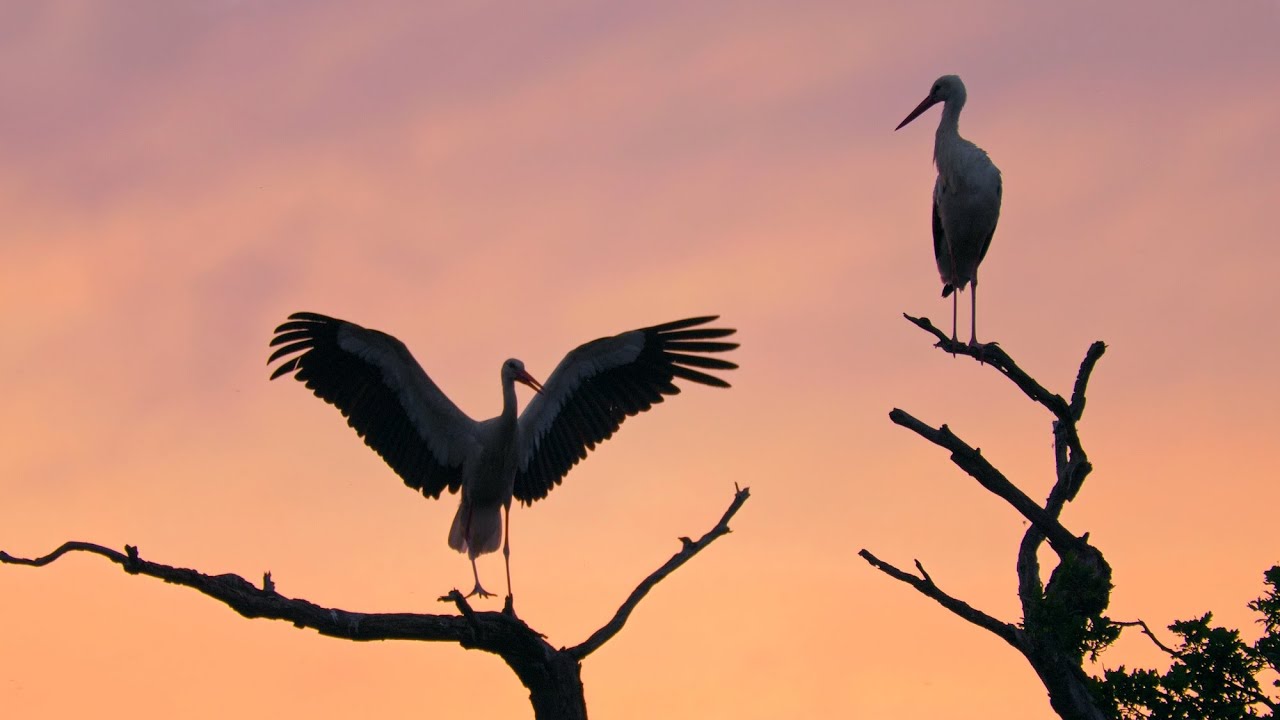 White storks before the sunrise ~ Ciconia ciconia