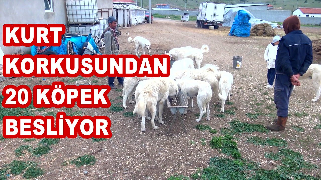 KURTLARDAN KORUNMAK İÇİN 20 KÖPEK BESLİYOR