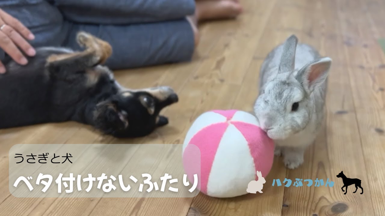 うさぎと犬　ベタ付けないふたり #うさぎ #うさぎと犬
