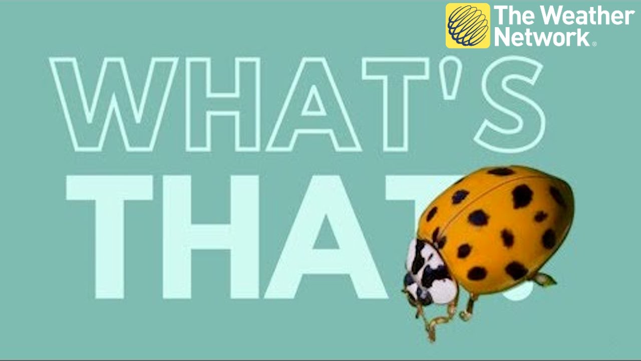 Biting ladybugs? How to tell the good from the bad