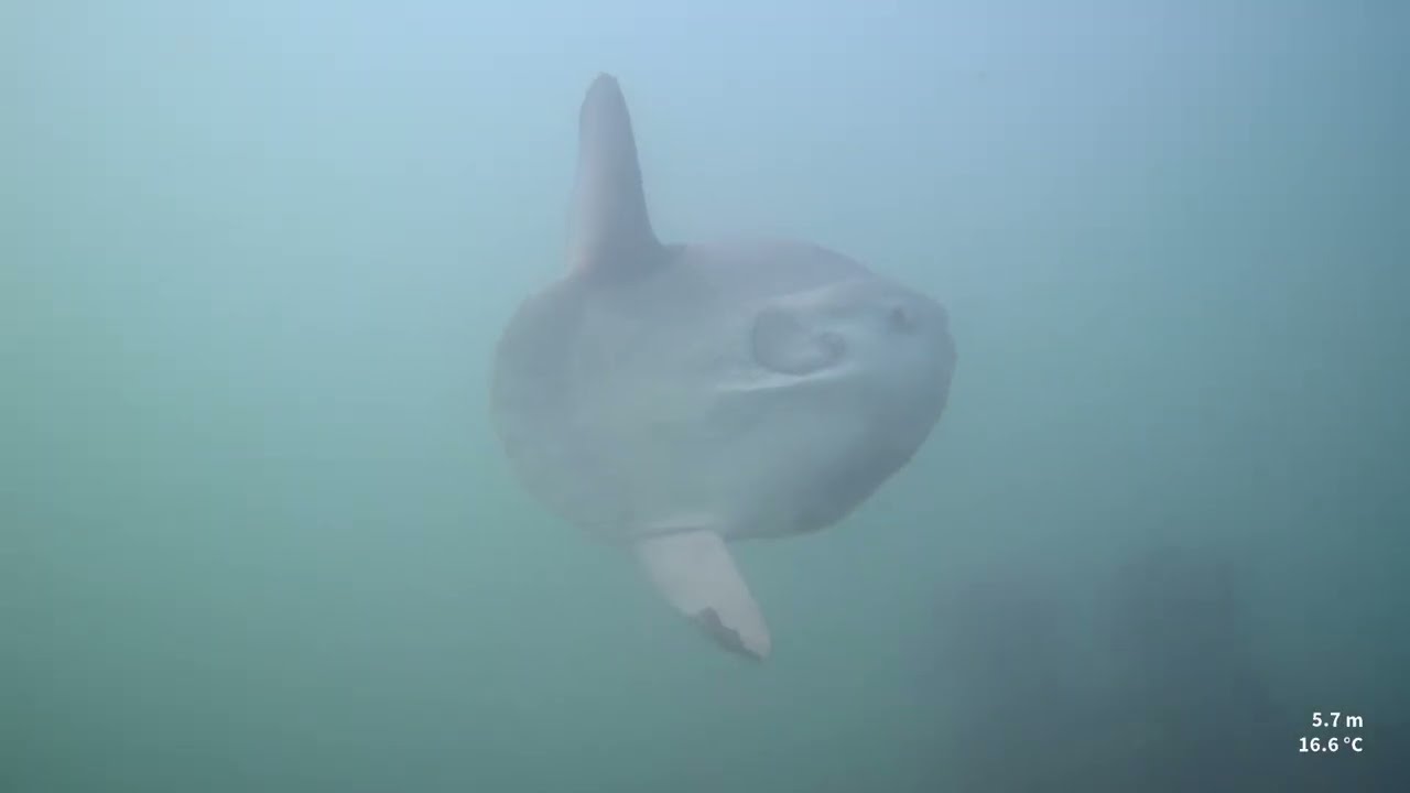 Sunfish on the Rosalie, Weybourne, Norfolk 14th of September 2025