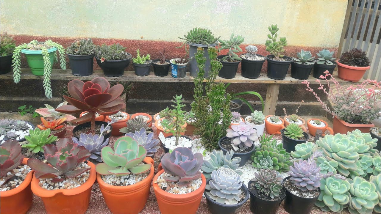 Pé  Na Estrada Lindo jardim de inscrita