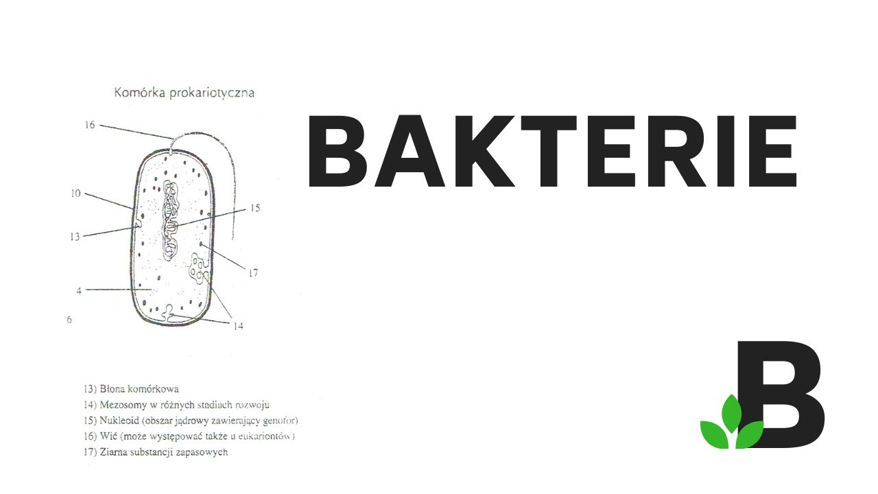 Bakterie - prokarionty - KOREPETYCJE z BIOLOGII - 283