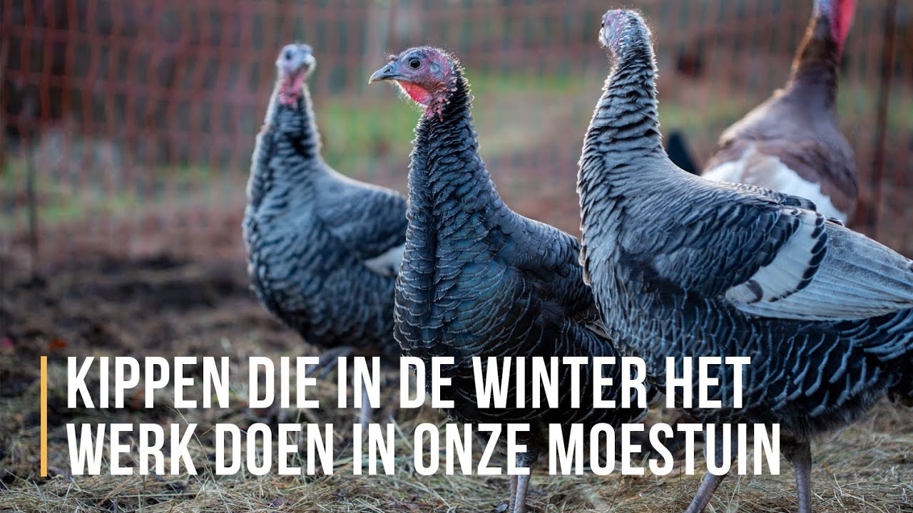 Kippen & kalkoenen in onze permacultuur moestuin