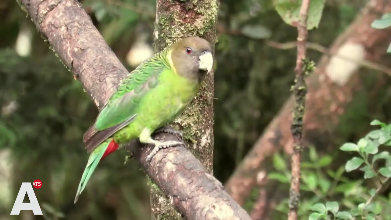 Vogelspotter Arjan Dwarshuis reisde door 44 landen voor documentaire