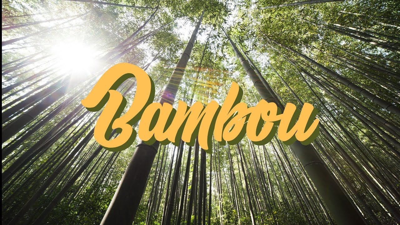 Le BAMBOU peut sauver le monde