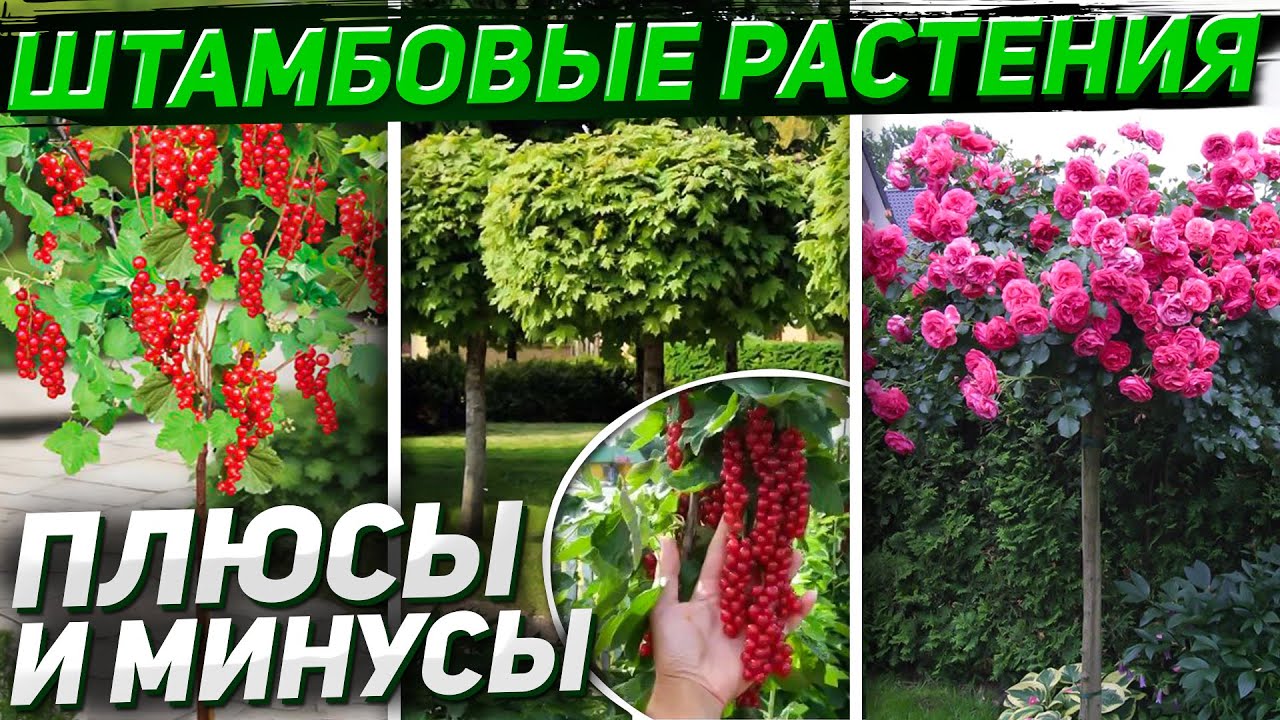 ШТАМБОВЫЕ РАСТЕНИЯ - всё что нужно знать
