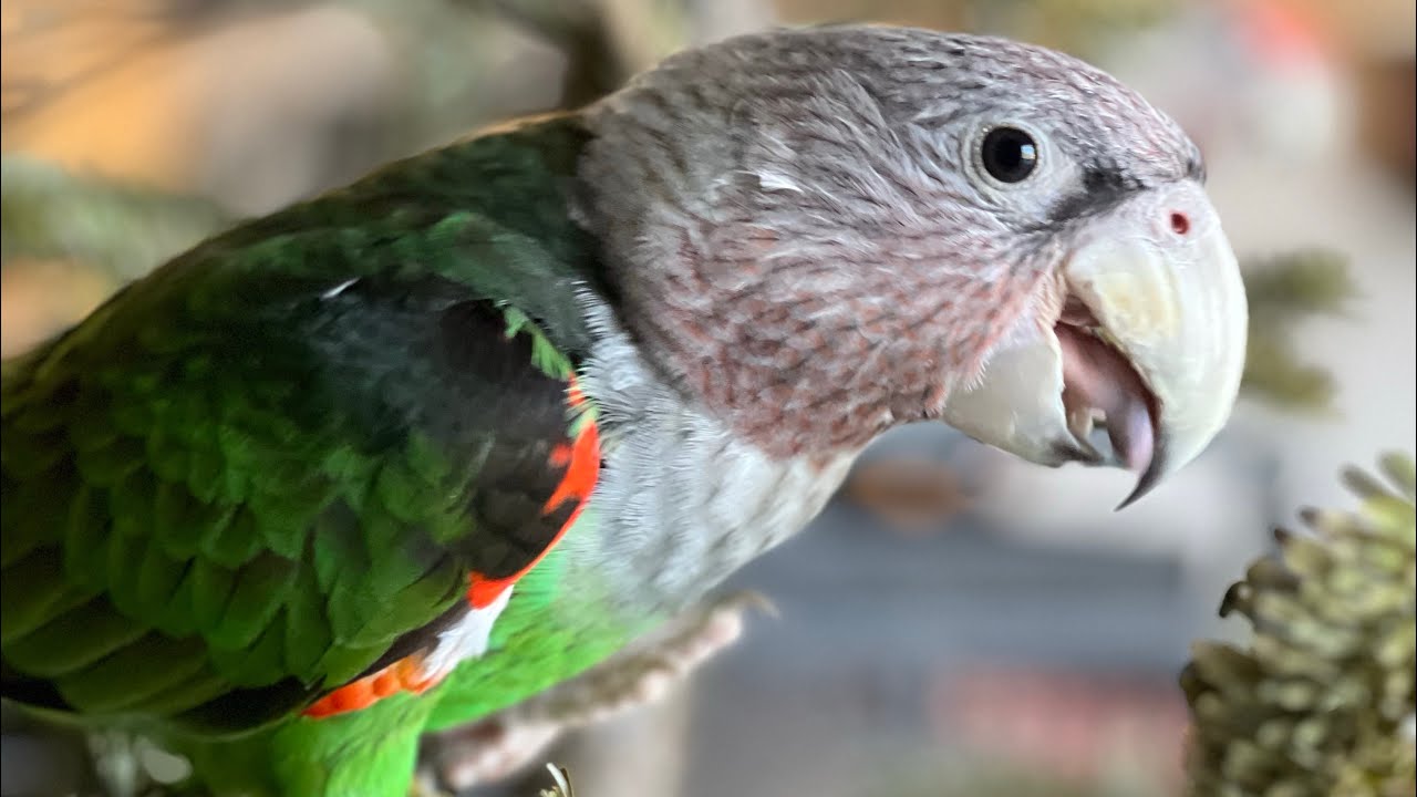 Приводим домой капского попугая: как подготовиться | #parrot_bliss #cape_parrot #bird