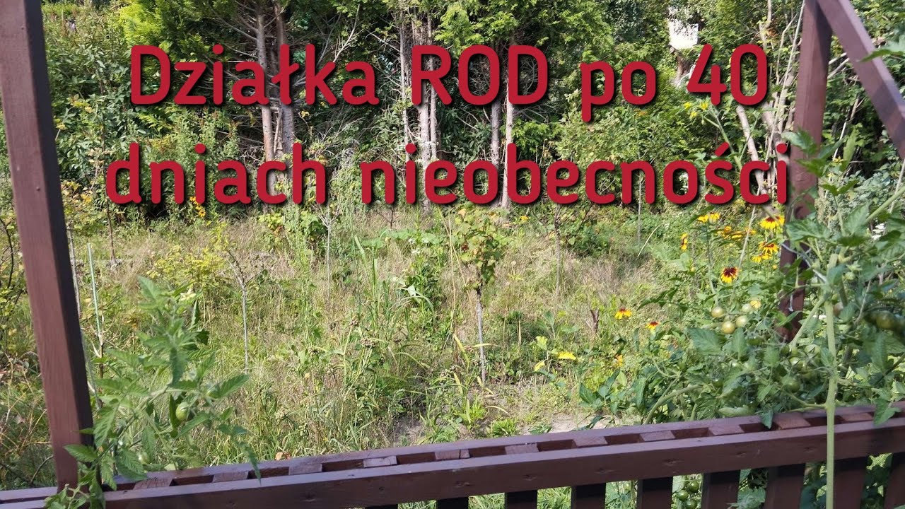 Działka ROD po 40 dniach nieobecności, co z drzewkami, krzewami i warzywami? Są pomidory i dynie :)