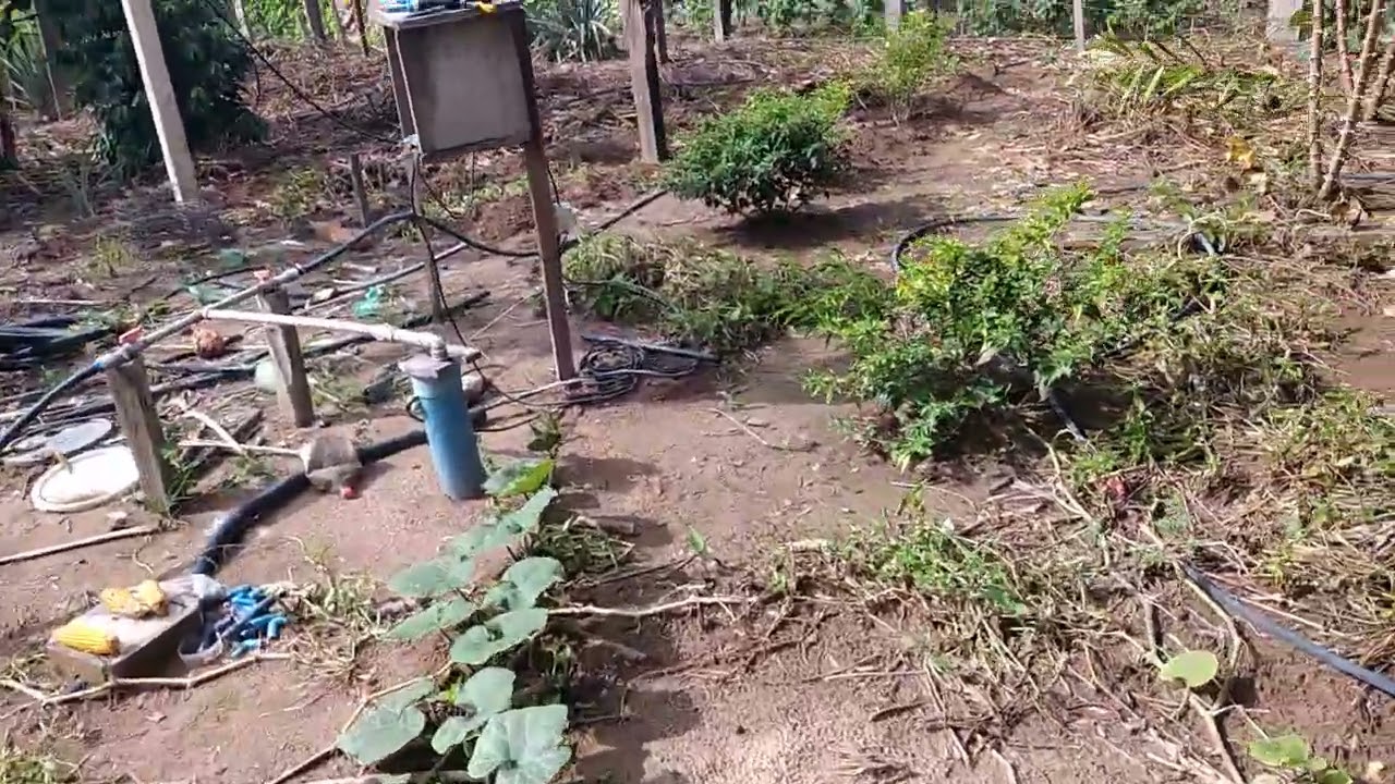 mostrando minhas mandioca e minha cerca viva