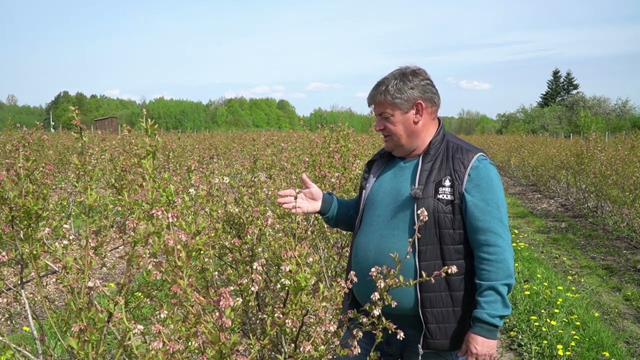 Komunikat dla borówki Zbigniew Marek 06.05.23