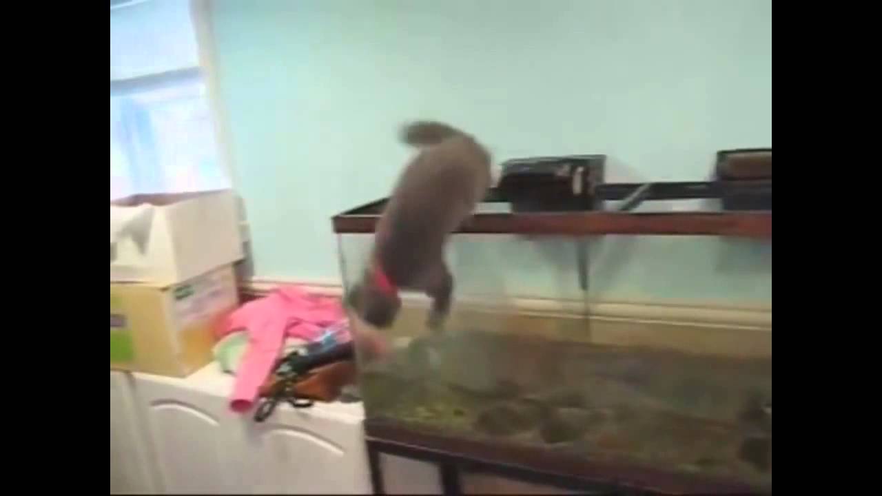 퍼니스트 캣 비디오#funnest cat video