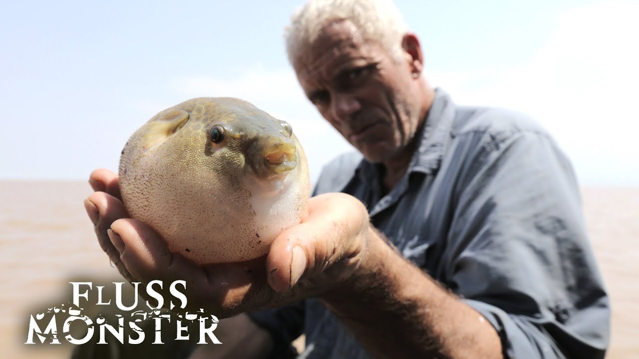 Der s&uuml;dostasiatische S&uuml;&szlig;wasserkugelfisch: Ein &uuml;berraschender T&auml;ter | S7 E01 | Fluss Monster