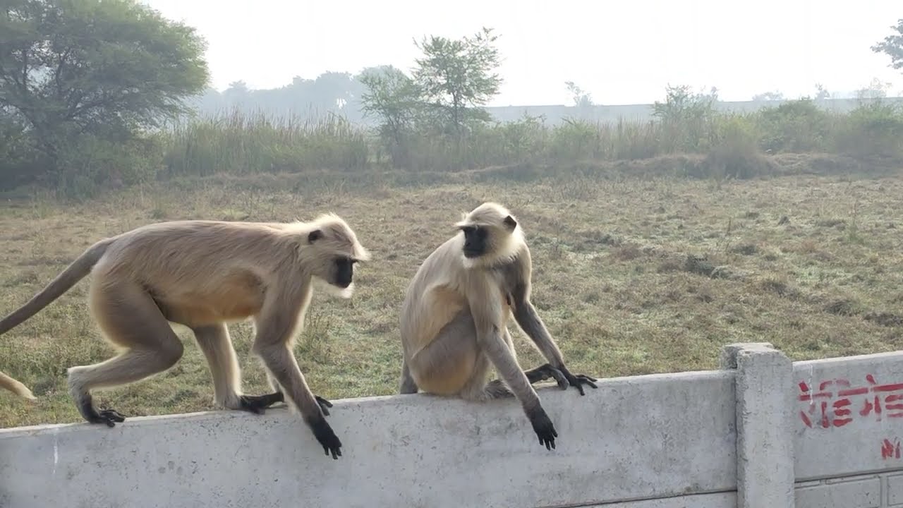 भोला बाबा का आशीर्वाद  vlog 
