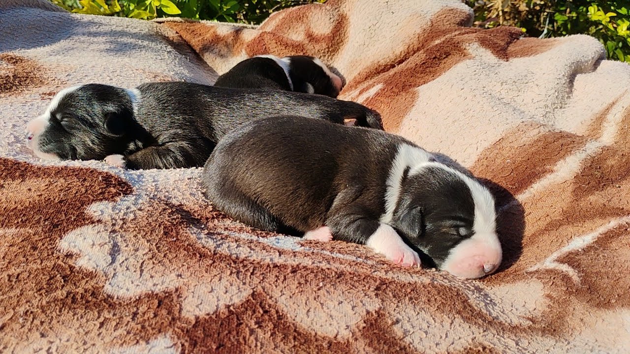 Puppies: The Ultimate Happiness Hack