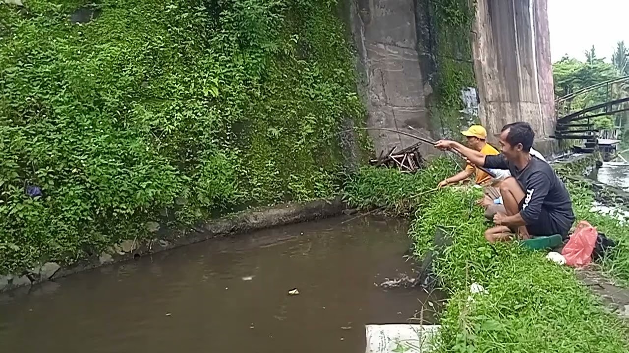 Nekat borong lokasi dangean gulon salam harga 1'3 jt di pancing 3 peserta