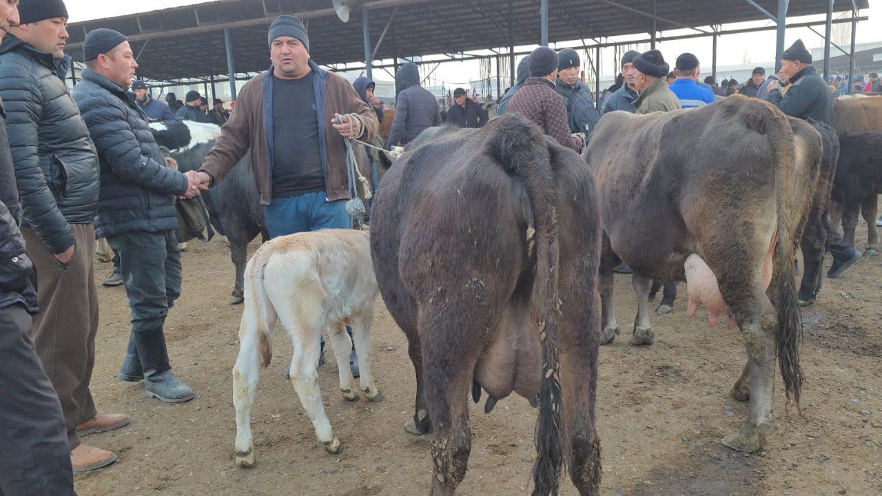 Asaka Mol Bozori Sigirlar Hõnajinlar Narxlari 