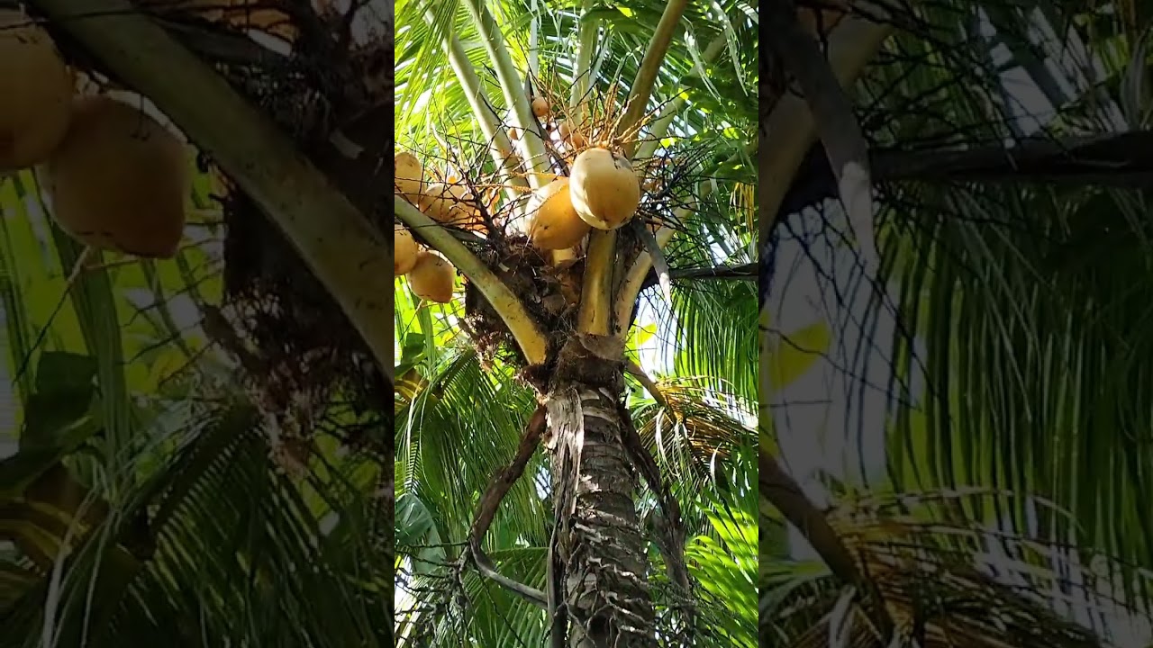 Pohon kelapa gading buah besar