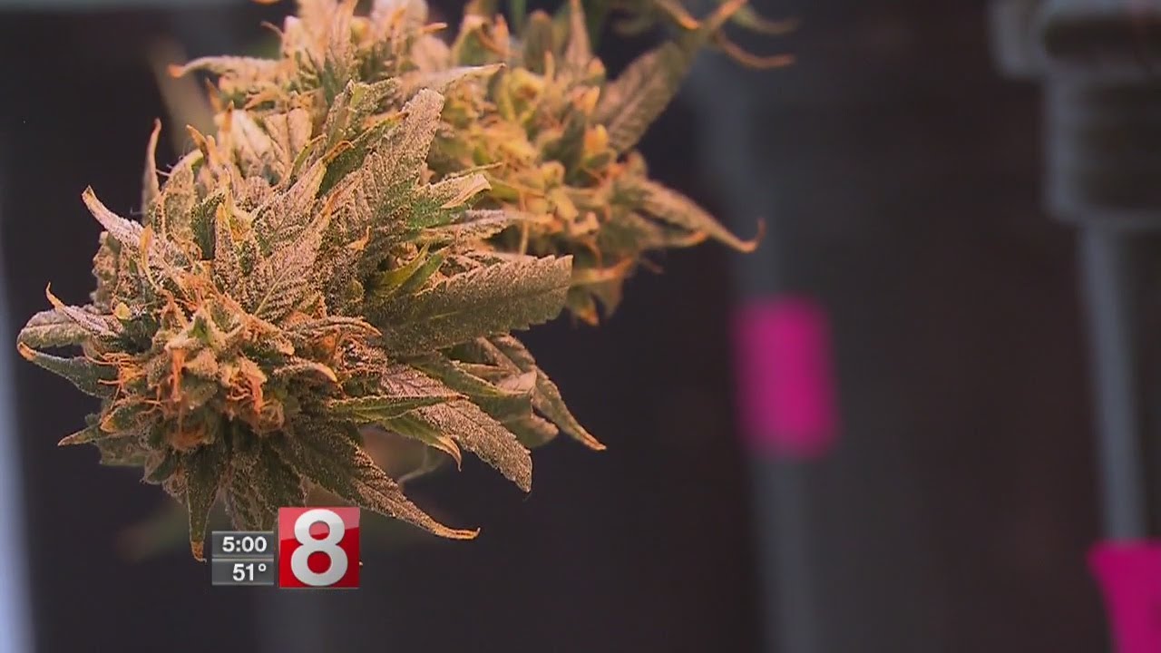 Reaction to national bill that would decriminalize marijuana