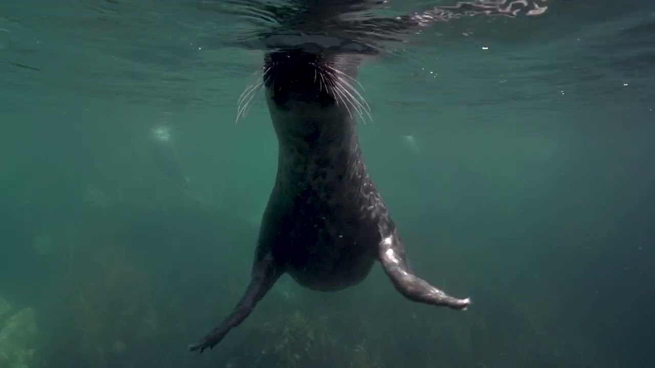 Grey Seal sequence
