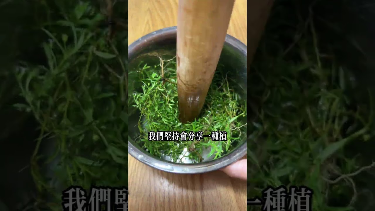 白花蛇舌草又叫蛇針草，被有經驗的老先生稱為消腫止痛草，你瞭解它的價值嗎？#plantscience #knowledge