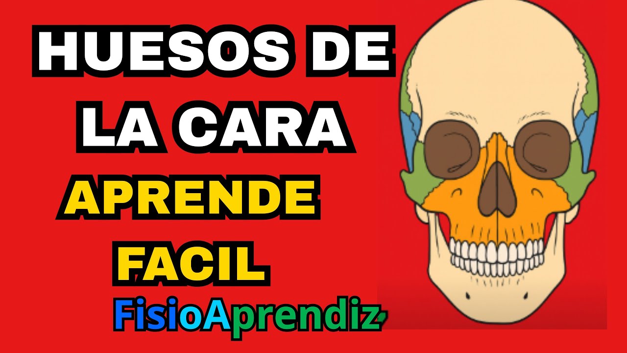 ¡Los HUESOS de la CARA explicados en 5 minutos! 😲 Fácil y rápido
