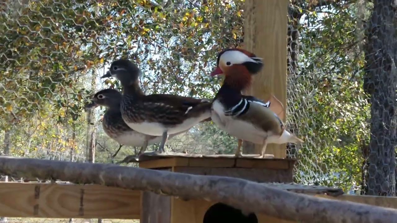 Mandarin Ducks: Are getting acquainted with their nesting boxes