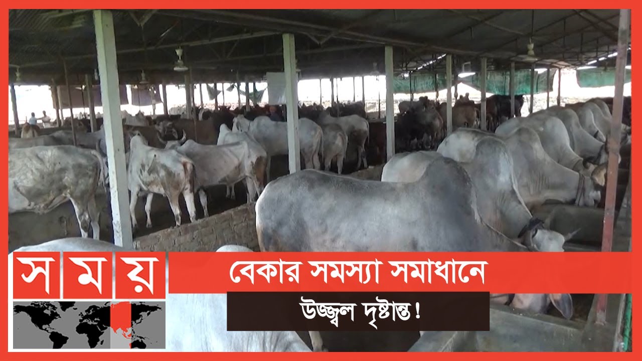 গরু পালন করে সফল কিশোরগঞ্জের তরুণ উদ্যোক্তা! | Kishoreganj News | Somoy TV | #1stforbangladesh