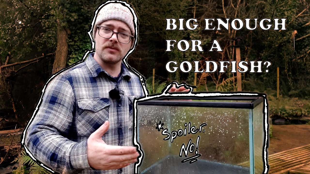 Choosing the right goldfish aquarium!