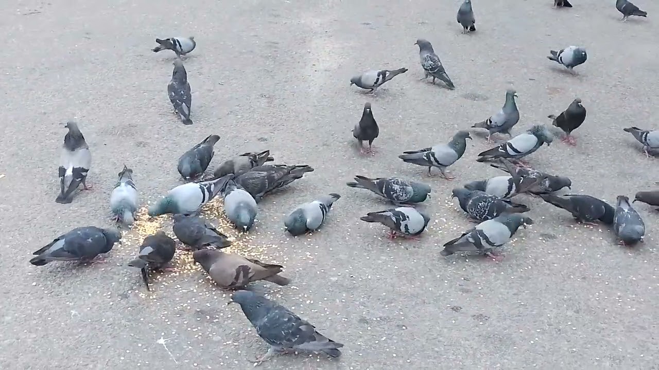 Doves and Pigeons