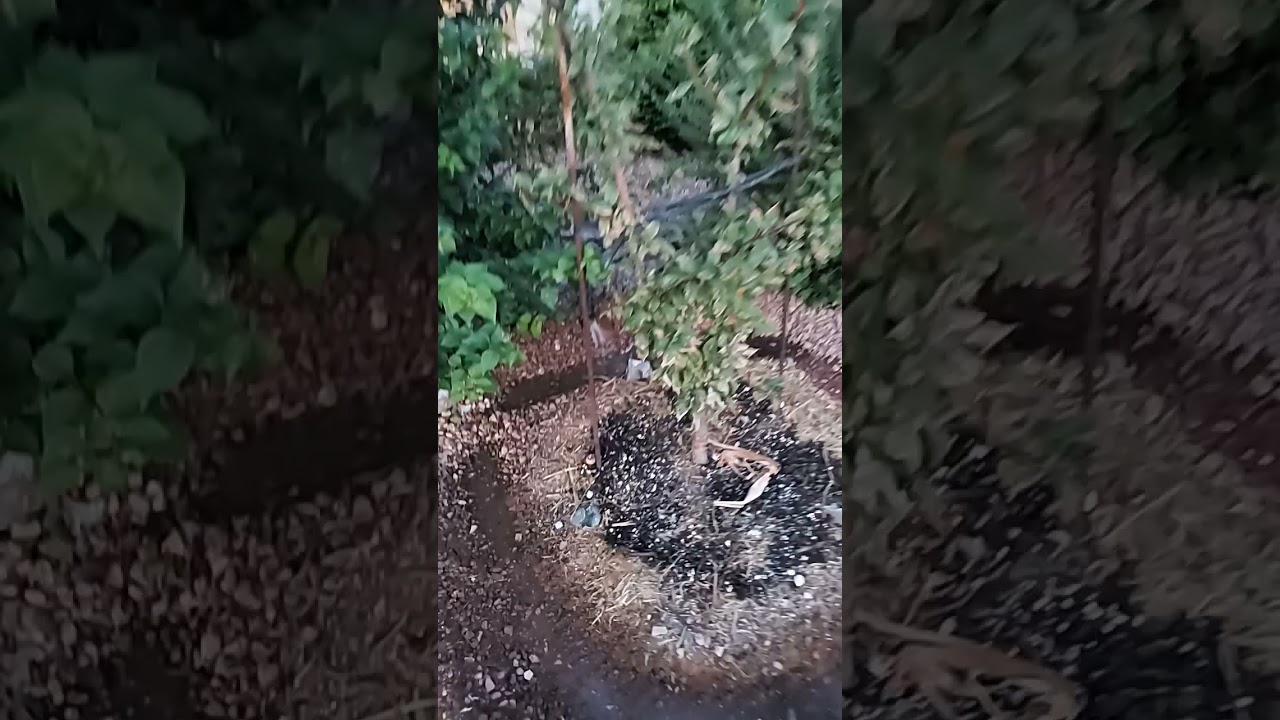 One secret to expanding fruit tree water rings!