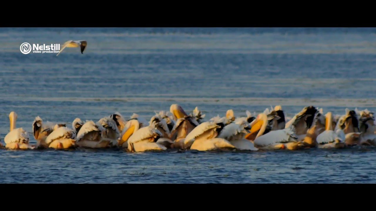 Pensiunea Cristian Murighiol