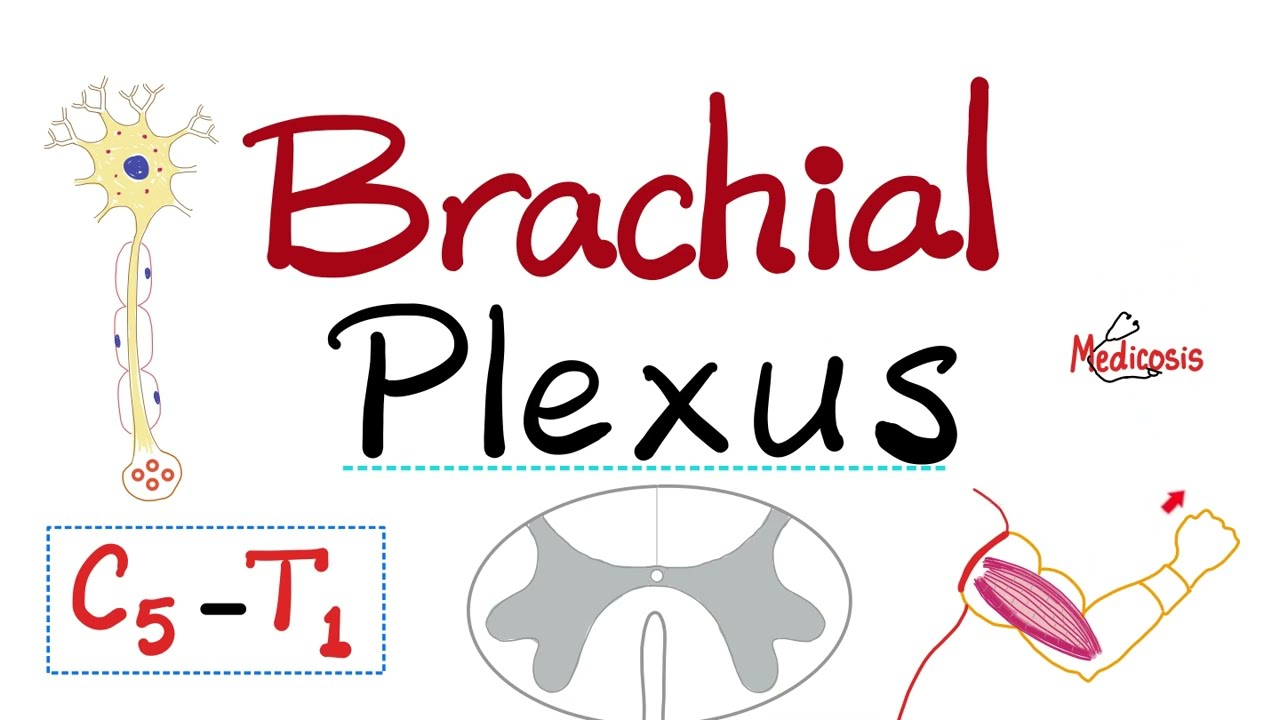 The Brachial Plexus of Nerves - Anatomy of the Upper Limbs - Anatomy series
