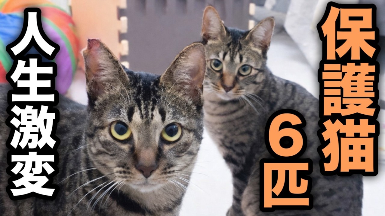 犬派だった私が子猫を拾って人生激変、保護猫6匹に