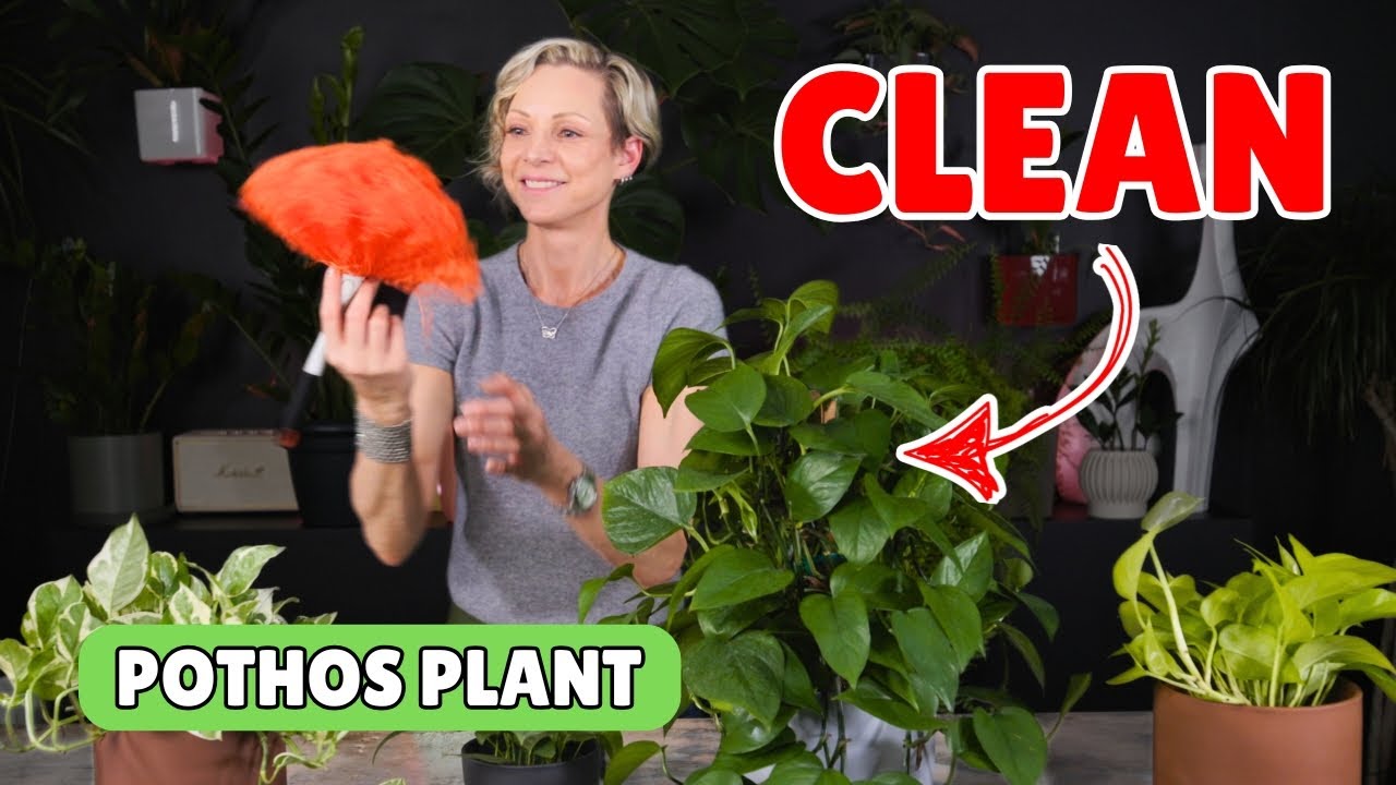 🧼 How To Clean Pothos Plant | Easy Dusting & Deep Cleaning Tips 🌿