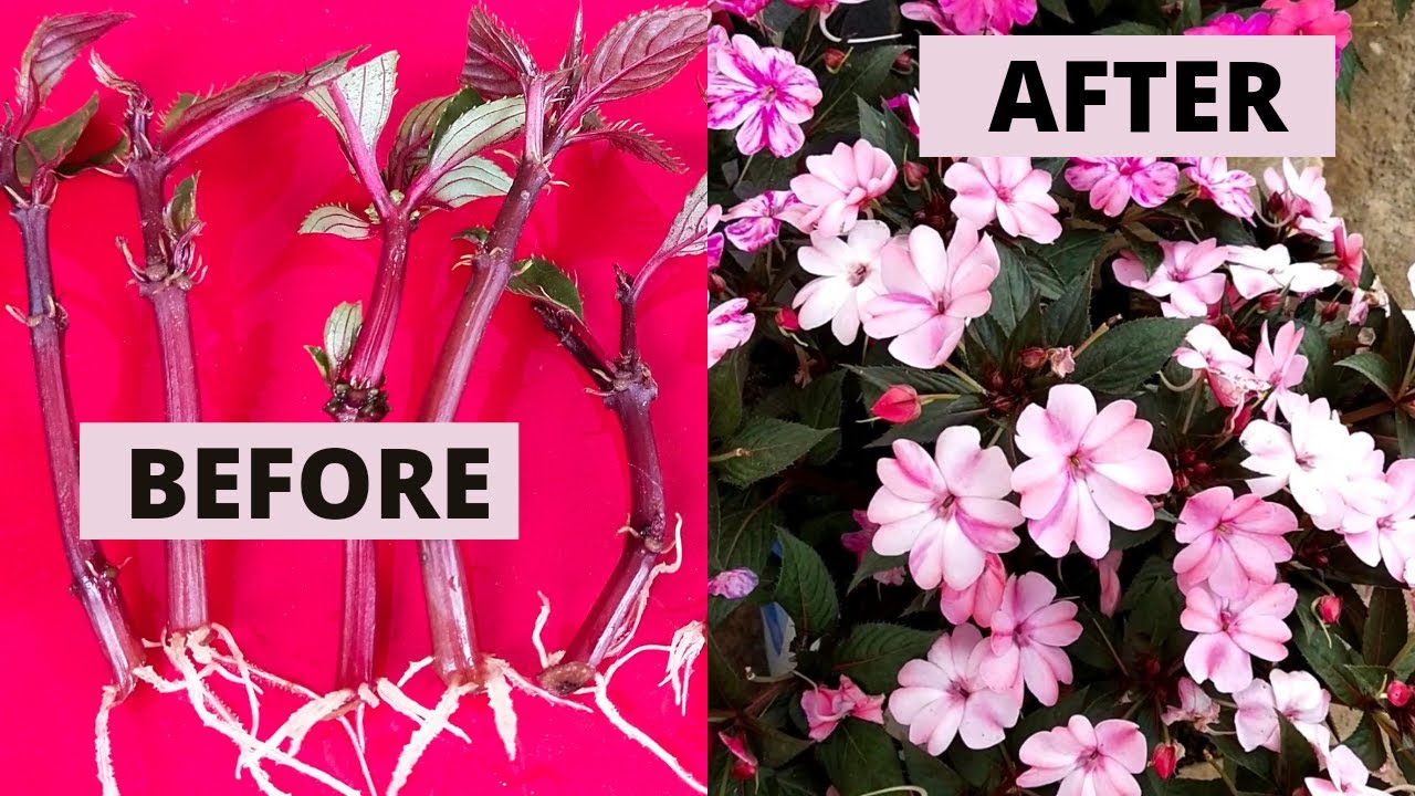 ഇനി അറിയില്ല എന്നു പറയരുത്/How to Propagate Chinese Balsam from cutting