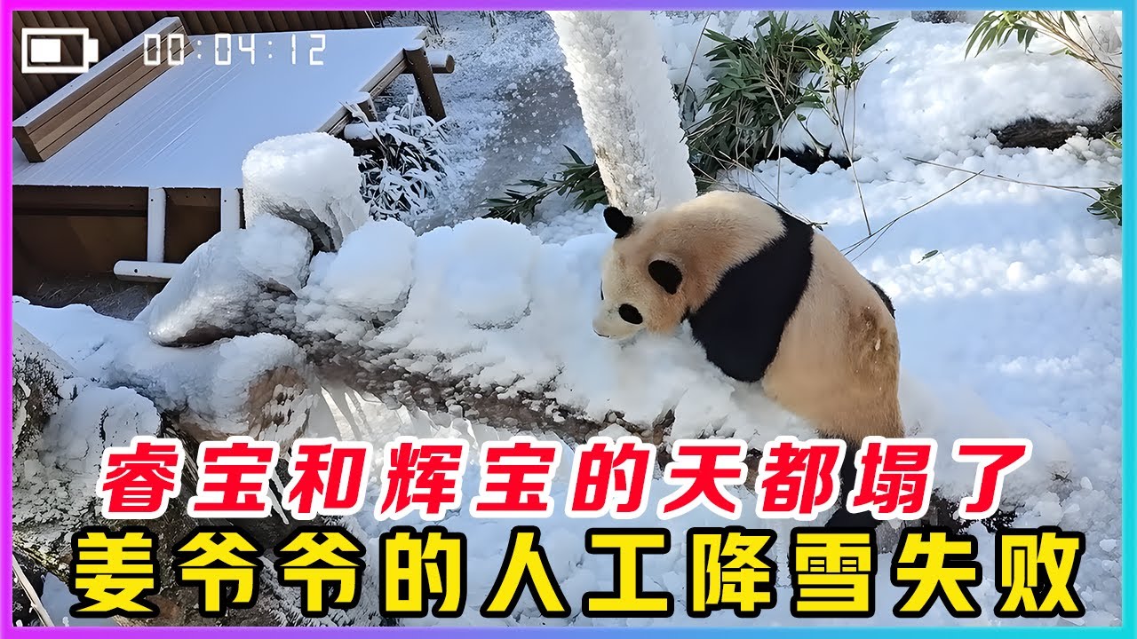 260106001不得了了一觉醒来睿辉两小只的天都塌了，原本应该是松软的雪花也变成了硬邦邦的冰碴。原来姜爷爷就在前一天晚上给睿辉两小只的外场准备了一场人工降雪，谁曾想这次人工降雪居然失败了。