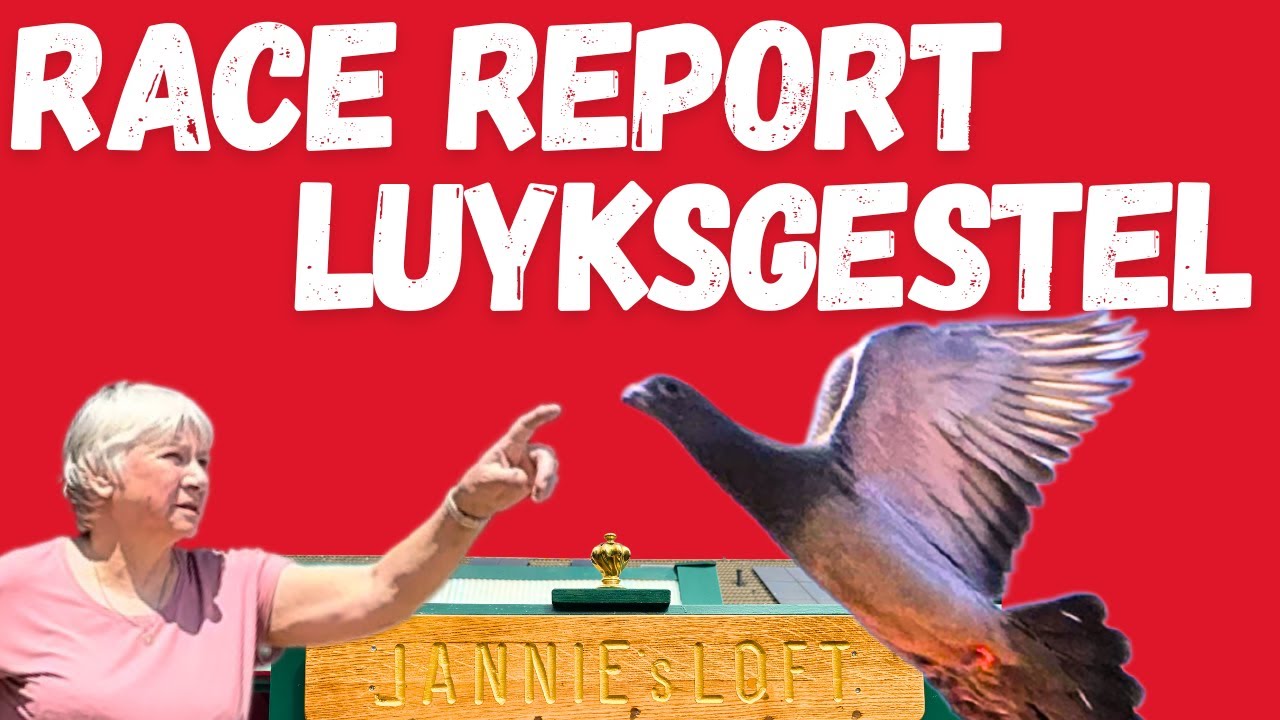 Pigeon Race Report MUST SEE! Birds Fly From Luyksgestel